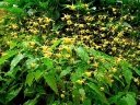 sklep ogrodniczy - Epimedium AMBER QUEEN  Doskonałe do cienia /C1