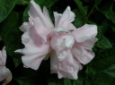 rośliny ozdobne -  Kielisznik bluszczowaty Multiplex (Calystegia hederacea Multiplex pubescens) /C2 *3
