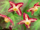 sklep ogrodniczy -  Epimedium czerwone  Epimedium x rubrum /C1