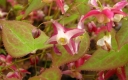 sklep ogrodniczy - Epimedium czerwone  Epimedium x rubrum /C1