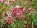 sklep ogrodniczy - Epimedium czerwone  Epimedium x rubrum /C1