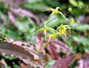 rośliny ogrodowe -  Epimedium SPHINX TWINKLER /C1