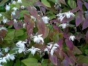 rośliny ogrodowe -  Epimedium x youngianum NIVEUM /P9