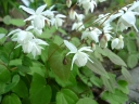 rośliny ogrodowe - Epimedium x youngianum NIVEUM /P9