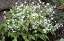 sadzonki - Epimedium x youngianum NIVEUM /P9