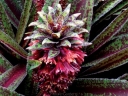 sadzonki -  Eucomis FRECKLES Lilia /P11