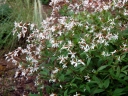 sklep ogrodniczy - Gillenia trifoliata /P19 *5