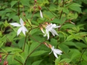 sklep ogrodniczy - Gillenia trifoliata /P19 *5