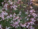 rośliny ozdobne -  Gillenia trifoliata PINK PROFUSION C1