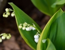 rośliny ogrodowe -  Konwalia majowa HARTWICK HALL  Convallaria majalis /P9
