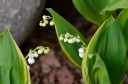 sklep ogrodniczy - Konwalia majowa HARTWICK HALL  Convallaria majalis /P9