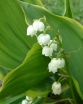 sklep ogrodniczy - Konwalia majowa HARTWICK HALL  Convallaria majalis /P9