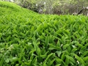 sadzonki - Konwalia majowa HARTWICK HALL  Convallaria majalis /P9
