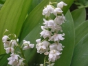 sklep ogrodniczy -  Konwalia majowa PROLIFICANS  Convallaria majalis /P9