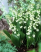 sadzonki - Konwalia majowa PROLIFICANS  Convallaria majalis /P9