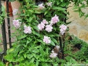 sadzonki - Kielisznik bluszczowaty Multiplex (Calystegia hederacea Multiplex pubescens) /C2 *3