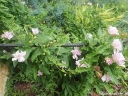 sklep ogrodniczy - Kielisznik bluszczowaty Multiplex (Calystegia hederacea Multiplex pubescens) /C2 *3