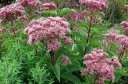 sklep ogrodniczy -  Sadziec plamisty ATROPURPUREUM syn.Sadziec purpurowy (Eupatorium maculatum) C2 *K16