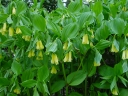 sadzonki -  Parnik żółty  Disporum flavum
