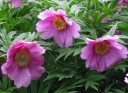 sadzonki - Piwonia Veitcha  Paeonia veitchii /C3