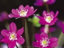 rośliny ozdobne -  Przylaszczka japońska RED FOREST  Hepatica japonica /P7