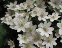 rośliny ozdobne - Przylaszczka japońska WHITE FOREST  Hepatica japonica /P7