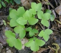 sklep ogrodniczy - Przylaszczka japońska WHITE FOREST  Hepatica japonica /P7