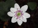 sadzonki - Przylaszczka japońska WHITE FOREST  Hepatica japonica /P7
