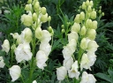 sklep ogrodniczy -  Tojad najmocniejszy ALBUM   Aconitum napellus /C3