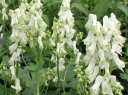 rośliny ozdobne - Tojad najmocniejszy ALBUM   Aconitum napellus /C3