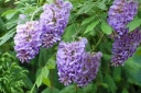 rośliny ozdobne - Wisteria brachybotrys OKAYAMA Glicynia  C3/50 cm