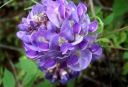sklep ogrodniczy - Wisteria brachybotrys OKAYAMA Glicynia  C3/50 cm