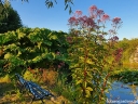 sadzonki - Sadziec plamisty ATROPURPUREUM syn.Sadziec purpurowy (Eupatorium maculatum) C2 *K16
