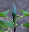 rośliny ogrodowe - Magnolia acuminata BLUE OPAL Magnolia niebieska C2/10-20cm *K9