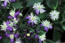 rośliny ogrodowe - Clematis aromatica GFR C2