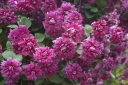 sadzonki - Powojnik włoski Purpurea Plena (Clematis Purpurea Plena Elegans) C2