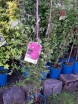 rośliny ogrodowe - Powojnik włoski Purpurea Plena (Clematis Purpurea Plena Elegans) C2