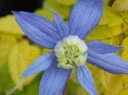 rośliny ogrodowe -  Powojnik alpejski Stolwijk Gold (Clematis alpina Stolwijk Gold)