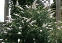 sadzonki - Budleja karłowa WHITE CHIP Buddleja /C3