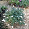 rośliny ozdobne - Budleja karłowa WHITE CHIP Buddleja /C3