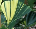 rośliny ogrodowe -  Miłorząb kolumnowy YELLOW MELLOW Ginkgo biloba M.dwuklapowy C3/80-100cm