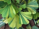 rośliny ogrodowe - Miłorząb kolumnowy YELLOW MELLOW Ginkgo biloba M.dwuklapowy C3/80-100cm