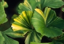 rośliny ogrodowe - Miłorząb kolumnowy YELLOW MELLOW Ginkgo biloba M.dwuklapowy C3/80-100cm