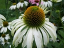 sklep ogrodniczy - Jeżówka purpurowa BABY SWAN WHITE Echinacea purpurea /C2 *3