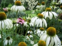 sklep ogrodniczy - Jeżówka purpurowa BABY SWAN WHITE Echinacea purpurea /C2 *3