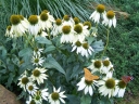 sadzonki - Jeżówka purpurowa BABY SWAN WHITE Echinacea purpurea /C2 *3