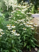 sklep ogrodniczy - Jeżówka purpurowa BABY SWAN WHITE Echinacea purpurea /C2 *3