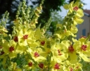rośliny ozdobne -  Dziewanna SIXTEEN CANDLES Verbascum chaixii /C1,5