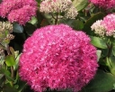 sadzonki -  Rozchodnik BIRTHDAY PARTY Sedum /C2