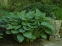 rośliny ozdobne - Hosta olbrzymia T-REX Funkia /C3 *2